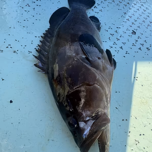 紀州　天然クエ　朝どり！