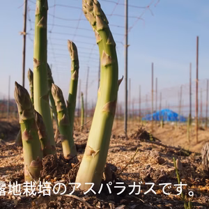 佐瀬農園の会津極上アスパラガス　細物