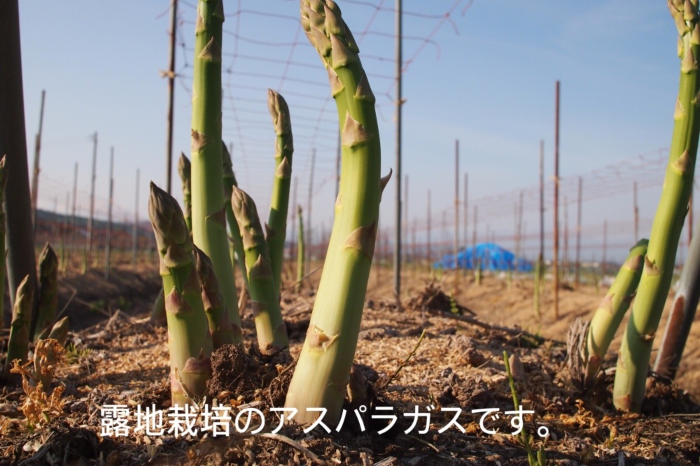 佐瀬農園の会津極上アスパラガス 細物 農家漁師から産地直送の通販 ポケットマルシェ