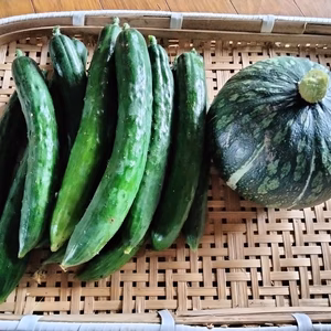 きゅうり約1キロとかぼちゃ（1キロ前後）1個　旬の野菜のおまけ付き