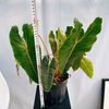 ［在庫］　フィロデンドロン　ビレッティア　6号　観葉植物　室内　レア