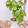 現物販売　フィカス　ゴムの木　ウンベラータ ①　セラアート鉢　受け皿付き