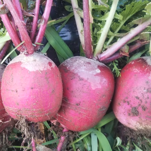 芯まで赤い紅くるり大根 ３㎏