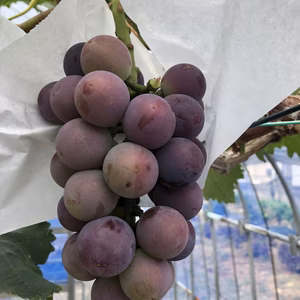 【予約販売】巨峰【種なし】あま～いぶどう！石川県金沢市