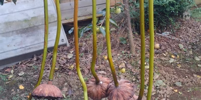 蓮のがく“花托”を集める。使い道知っていますか？