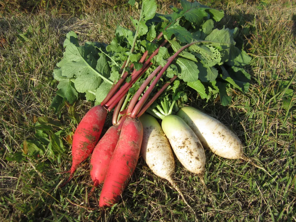 ミニ大根・赤大根　秋野菜セット
