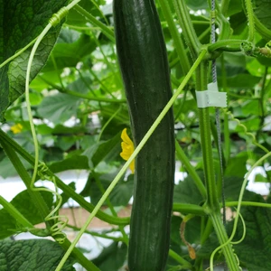 バラ売りか袋入りをチョイス‼️京きゅうりと京の伝統野菜万願寺とうがらしのセット