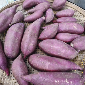 なめらかな食感、シルクスイート（約1.5キロ）