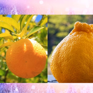 和歌山セット デコポン はっさく セット【和歌山】でこぽん ミカン 送料無料