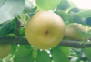 甘くてみずみずしい幸水梨PREMIUM