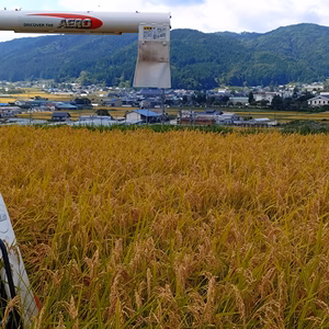 【玄米】伊東農園のボカシ米(コシヒカリ)玄米:味,香り最高!