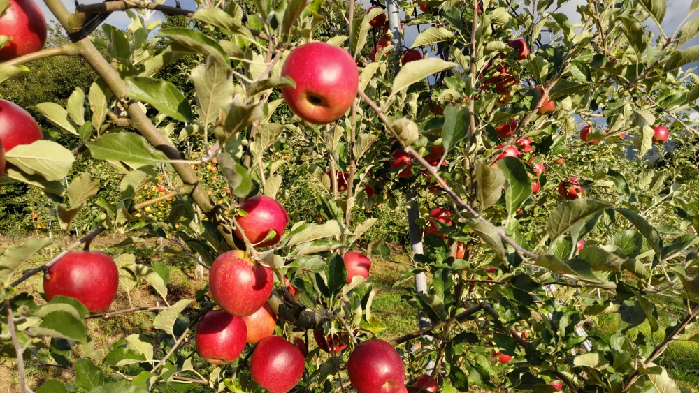 お菓子作りにいかが？甘酸っぱさが最高！紅玉 普通サイズ２・3・５Kg