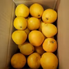 Yuri様専用　訳ありレモン４㌔　河内晩柑約9.5㌔