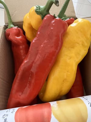 みんなの投稿の画像