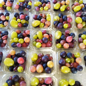 1.2kg〜1.4kg♪ぶどう6品種以上訳ありぺこりんセット♪   