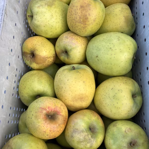 訳あり　減農薬　王林りんご　小玉果のみ　3キロ箱入り〜