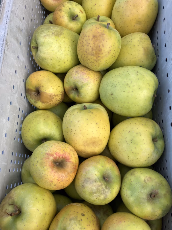 訳あり　減農薬　王林りんご　小玉果のみ　3キロ箱入り〜