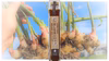 蒸し生姜シロップ　―じゅんかん育ち生姜で作りました―　九州佐賀産