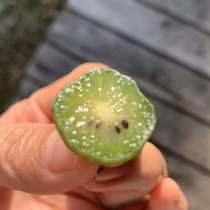 濃厚！甘酸っぱ～い『ベビーキウイ』家庭用 140g