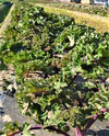 農薬不使用栽培　　カーリーケールレッド