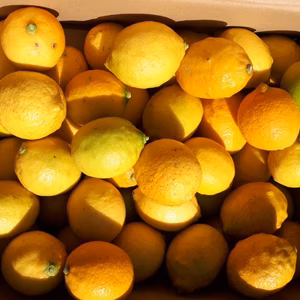 レモン"れもん"少し綺麗な見た目(ワックス防腐剤不使用)