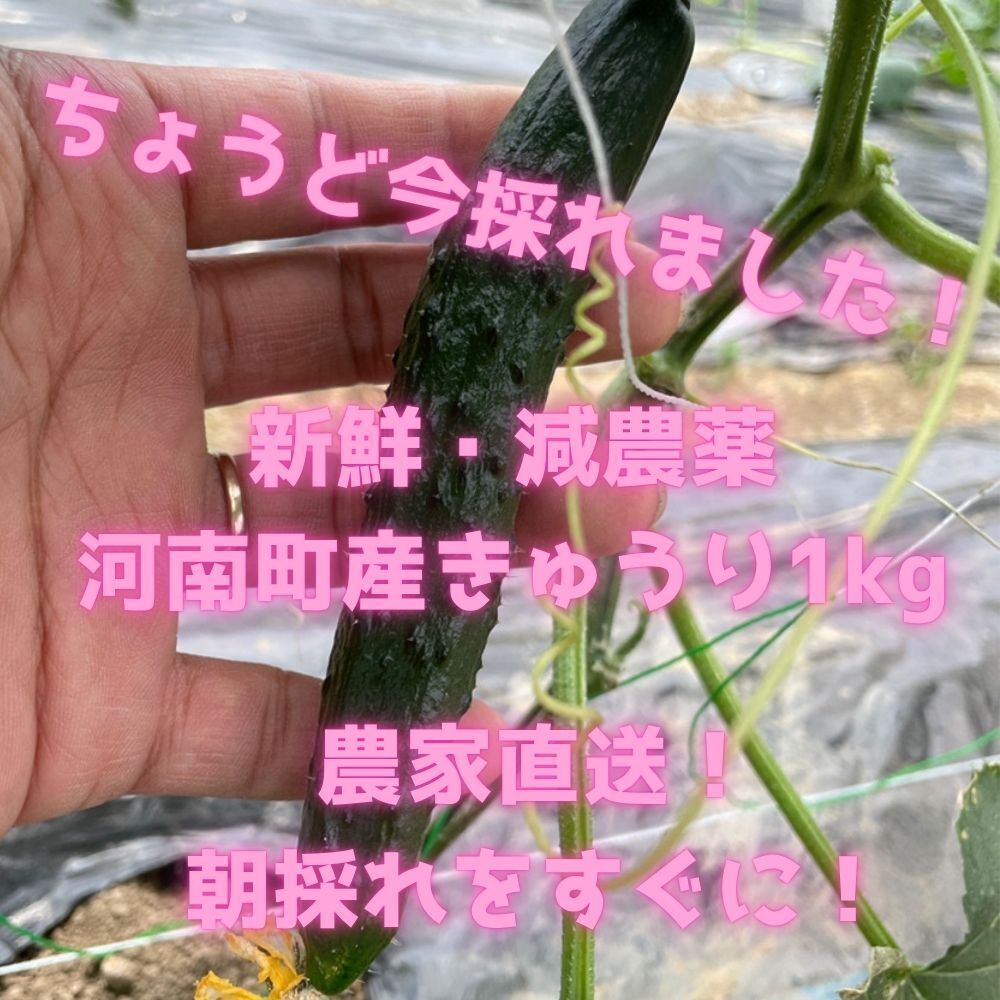 南河内産きゅうり キュウリ 少農薬 甘い おいしい 新鮮｜きゅうりの