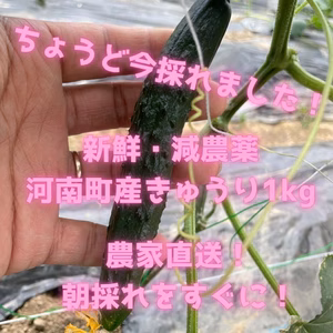 南河内産きゅうり キュウリ 少農薬 甘い おいしい 新鮮