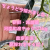 南河内産きゅうり キュウリ 少農薬 甘い おいしい 新鮮