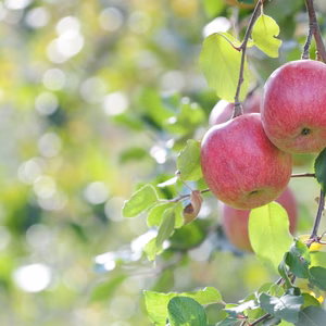 【信州産サンつがる】　約5㎏