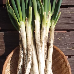 泥土ネギ　２ｋｇ　エコファーマー認定　減農薬