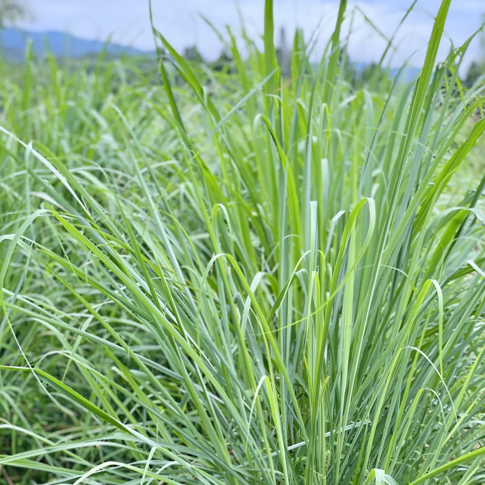 香月茶　活（Active Brend)