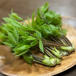 【お試し早割】旬をいただく！愛知県豊田市旭産　コシアブラ 300ｇ