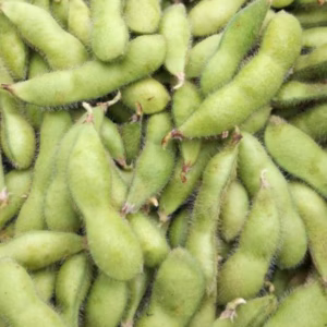 枝豆 2kg or 5kg or 10kg