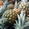 大容量！沖縄県産スナックパイン！12kg！