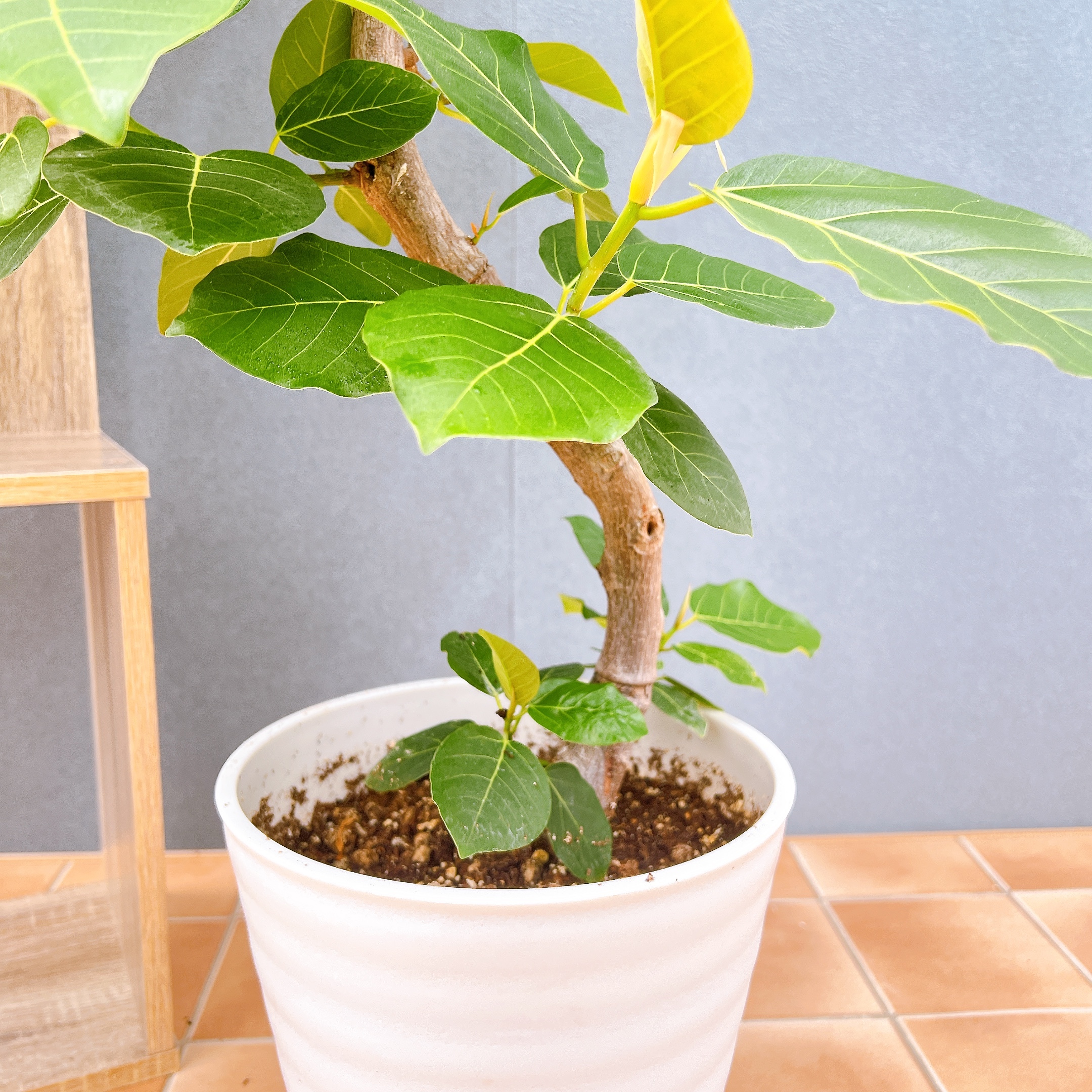 フィカス グランディス ブラウン 大株 希少 レア ゴムの木 Ficus