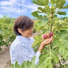 ＜9月発送＞ぽたぽた甘い完熟【いちじく】