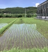 ミロク環境玄米.(農薬・化学肥料等は使用ゼロ)