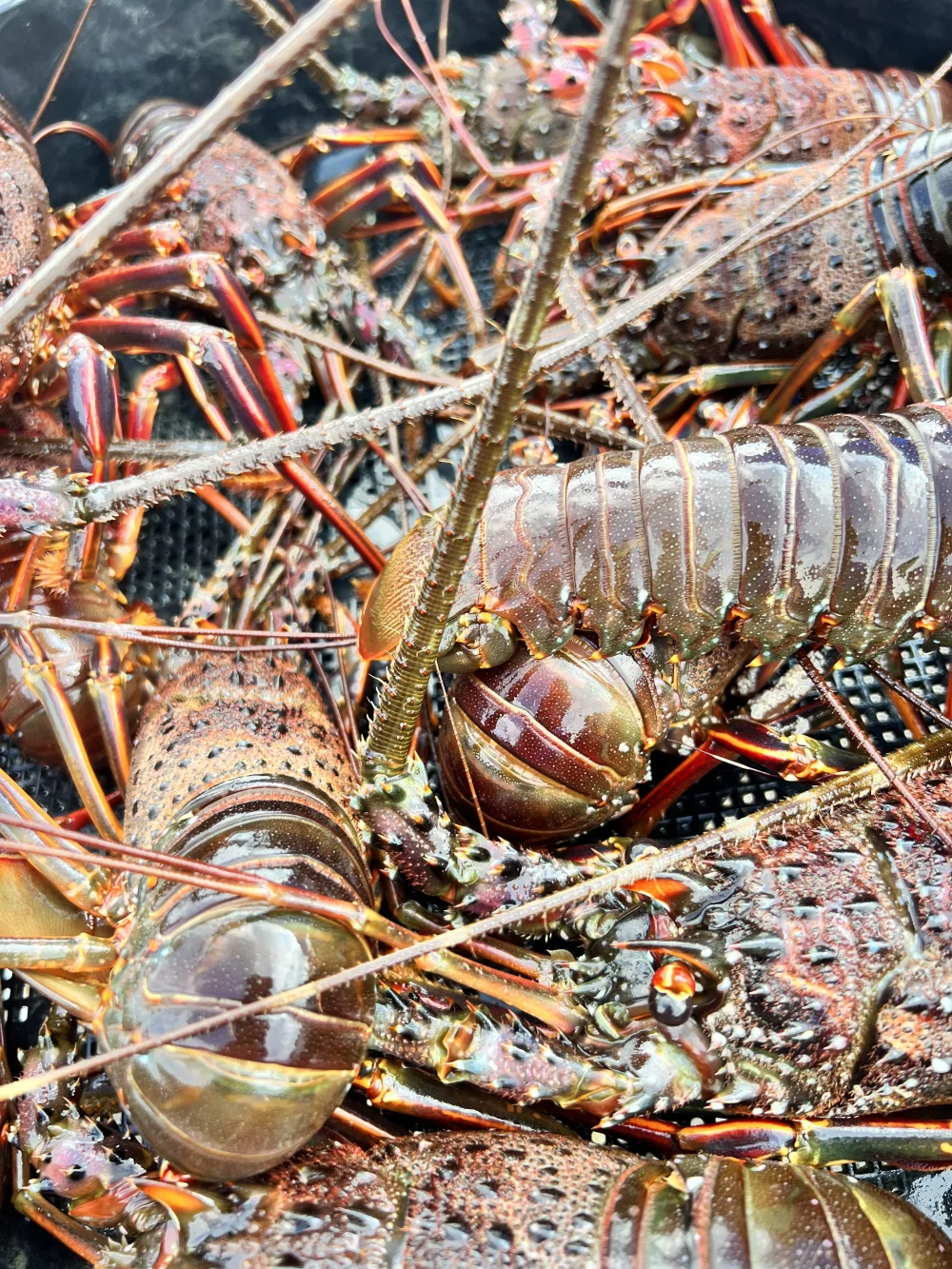 冷凍　何が入るかお楽しみ！冷凍魚BOX