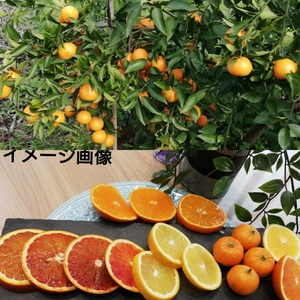 オマケ付❢5種【お家用】春柑橘よくばりセット