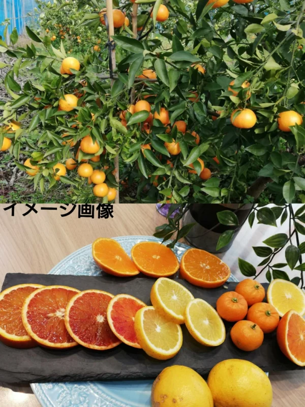 3月予約】オマケ付❢5種【お家用】春柑橘よくばりセット