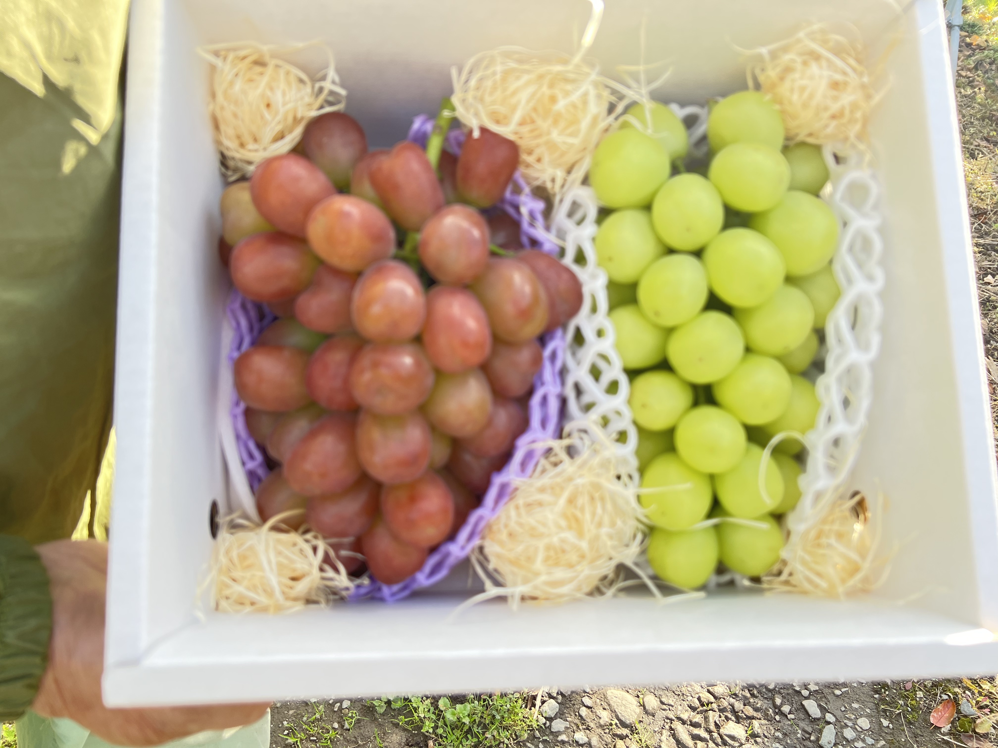 マイハートの産直通販・お取り寄せ商品｜ポケットマルシェ｜産地直送で