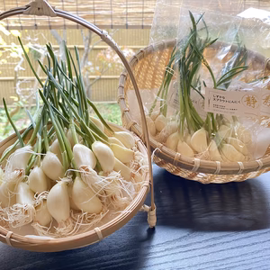 スプラウトにんにく　元気もりもり　芽が長く　緑が深い