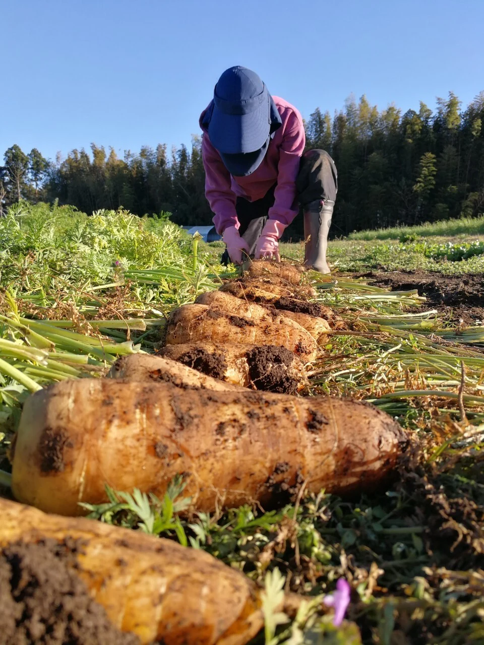 【月2回】自然栽培アスリート野菜セット(8品)【農薬・化学肥料なし】【クール便】