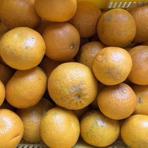 2026 家庭用 木なり八朔  農薬不使用 和歌山県産 木成りはっさく 