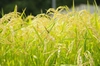 【新米】一目惚れする美味しさ♪ひとめぼれ 無洗米 特別栽培米