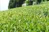 渋め本格派の和紅茶！杉山貢大農園の渋め品種「和紅茶」50g×２袋セット