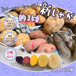 【採れたて新じゃが！】珍しい◎カラフル5品種【詰合せ(約3kg)】