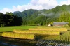 グルテンフリー  お米さんのめん（白米麺と玄米麺セット） 　自然栽培米使用　