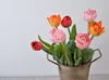 【定期便】第2金曜日発送　チューリップ切り花 アソートセット