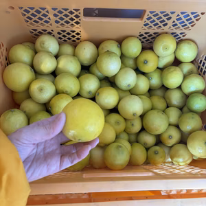 【お買得】香りが良いタヒチライム1kg〜★ノーワックス・農薬節減★無選別お徳用